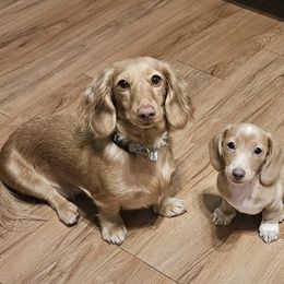 Dachshund Puppies from Duchess Daphne's Doxie Empire