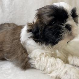 Shih Tzu Puppies from Little Miracles Shih Tzu