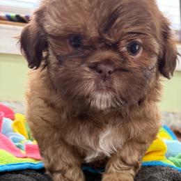 Whitney - Red female Shih Tzu puppy in Stafford, Virginia from Bayview Pups