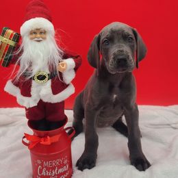 Sophie - Blue female Great Dane puppy in Kannapolis, North Carolina from Carolina Great Danes & Toy Poodles