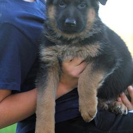 German Shepherd Puppies from Valiant Shepherds