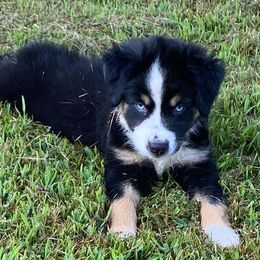 Miniature Australian Shepherds from Stonehill Aussies