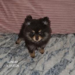 Girl 1 - Chocolate and tan female Pomeranian puppy in Angleton, Texas from Pomeranian Palace, LLC