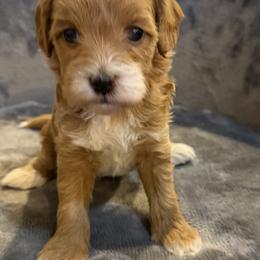 Cavapoo and Goldendoodle Puppies from Agape Southern Farms