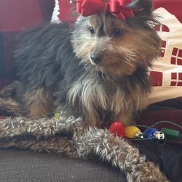 Missy - Chocolate, tan and white female Yorkshire Terrier puppy in Taylorsville, North Carolina from Feather & Tail Acres