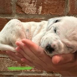 Dalmatian Puppies from Cowart’s Dalmatians