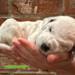 Dalmatian Puppies from Cowart’s Dalmatians