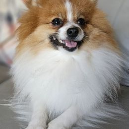 Mavis (mom) - Red parti female Pomeranian puppy in Gloversville, New York from ADKPOM Adirondack Pomeranians