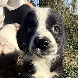 Raya - Black & white female Australian Shepherd puppy in Kimbolton, Ohio from Wagon Wheel Aussies