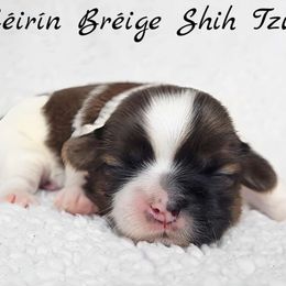 AKC Red & White Male #1 - Red and white male Shih Tzu puppy in Middle Grove, New York from Beirin Breige Shih Tzus