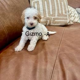 Gizmo - Parti male Goldendoodle puppy in Denison, Texas from Texoma Doodles