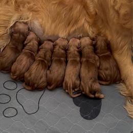 Girl 5 - Dark golden female Golden Retriever puppy in Lebanon, Oregon from Dark Goldens on Hilltop
