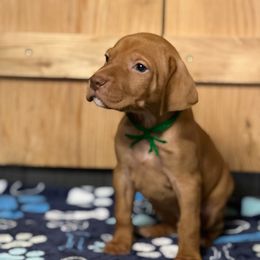 Puppy 7 - Golden rust male Vizsla puppy in Coal Center, Pennsylvania from Waymaker Vizslas