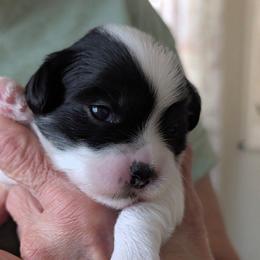 Lance - Parti male Lhasa Apso puppy in Fort Worth, Texas from Cynthia's Lhasa Apsos