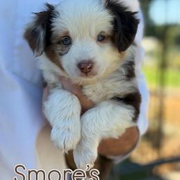 S'mores - Red merle female Miniature American Shepherd puppy in Riverton, Utah from Iron Spirit Homestead & Aussies