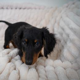 Jagger - Black and tan male Dachshund puppy in Temecula, California from Naomi Magee's Dachshund Kennel