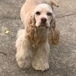 Biscuit - Cocker Spaniel