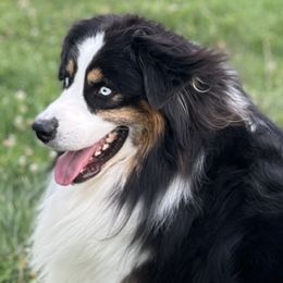 CASANOVA - Australian Shepherd