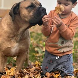 Boerboel Puppies from Dynasty Blue Ridge Boerboel