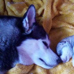 Siberian Huskies from Dream Catcher Siberians