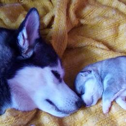 Siberian Huskies from Dream Catcher Siberians