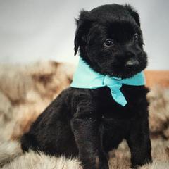 Double Doodles from Fiona’s Coastal Doodles