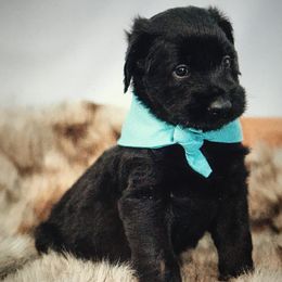 Double Doodles from Fiona’s Coastal Doodles