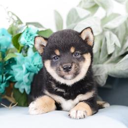 Saku Black and Tan Boy - Black and tan male Shiba Inu puppy in Neosho, Missouri from Sunny Terrace Shibas