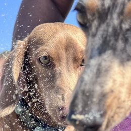 Dachshunds from Thehood_weenies