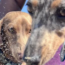 Dachshunds from Thehood_weenies