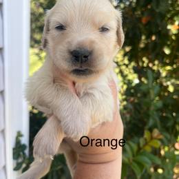 Orange - Golden female Golden Retriever puppy in Jesup, Georgia from Painted Platinum Retrievers (Painted Platinum Kennel) PPK
