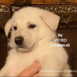Boy 1 - White German Shepherd puppy in Camarillo, California from Robert's White German Shepherds