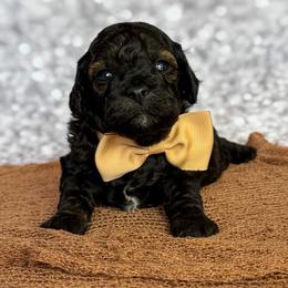 Bexley - Phantom male Poodle puppy in Monroe, North Carolina from Toy Poodle Shenanigans