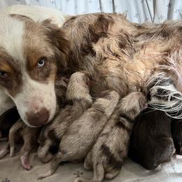 Coral - Australian Shepherd
