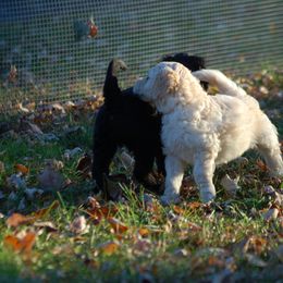 Double Doodle, Goldendoodle, and Poodle Puppies from Top of the Hill Doodles