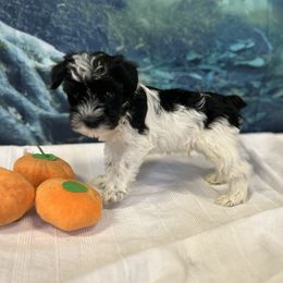 Black Parti Male - Parti male Miniature Schnauzer puppy in Clover, South Carolina from Bobo’s Babies Kennels