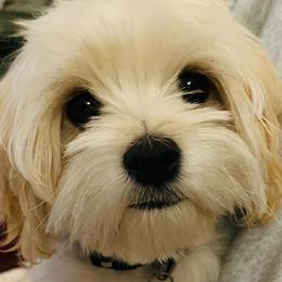 Cavachons and Maltese from Wendy’s Maltese & Cavamalts of Virginia