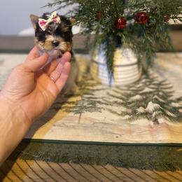 Parti girl - Parti female Yorkshire Terrier puppy in Yukon, Oklahoma from Tiffs Yorkie babies