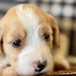 Goldendoodles from Florida's Joyful Goldendoodles