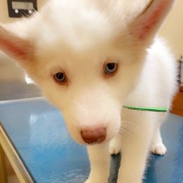 Siberian Husky Puppies from Vixen Siberians
