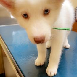 Siberian Husky Puppies from Vixen Siberians