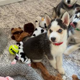 Ruckus- Red Collar - Black and white male Pomsky puppy in Mannington Township, New Jersey from Little Husky Hutt
