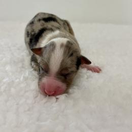 Mikaela - Blue merle female Australian Shepherd puppy in Preston, Idaho from KC Bar Ranch Aussies