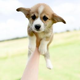 Orange - Jane Seymour (standard) - Red female Pembroke Welsh Corgi puppy in Milan, Georgia from Williams’ Welsh Corgis LLC