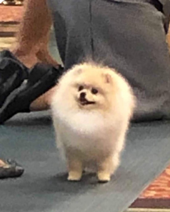 Huey - Pomeranian