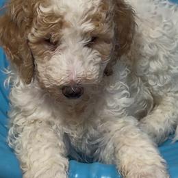 Jaxson - White male Double Doodle puppy in Mineola, Texas from ETX Dandy Doodle