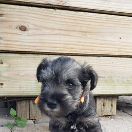 Miniature Schnauzer Puppies from LUXE'S PUPS