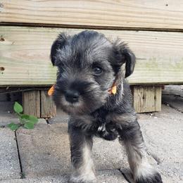 Miniature Schnauzer Puppies from LUXE'S PUPS