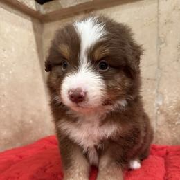 Orion - Red tri-color male Miniature American Shepherd puppy in Ballico, California from SierraVu Minis
