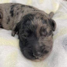 Goldendoodle Puppies from U Need A Doodle